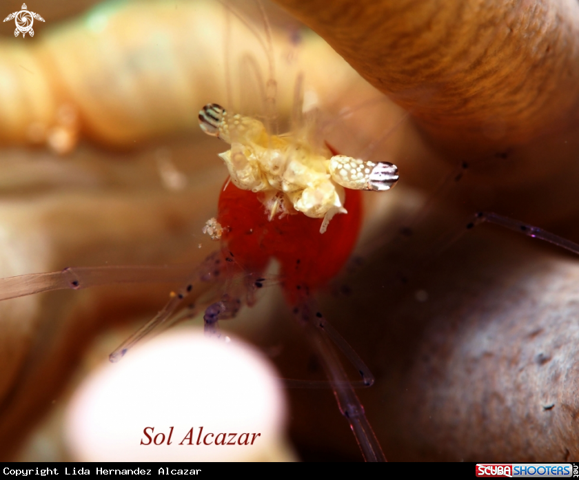 A Mushroom coral shrimp