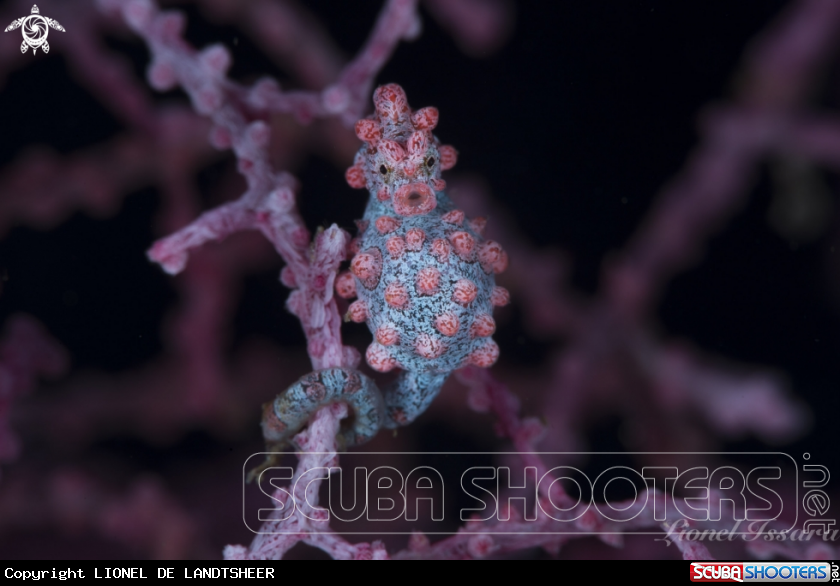 A Pygmy Seahorse Bargibanti