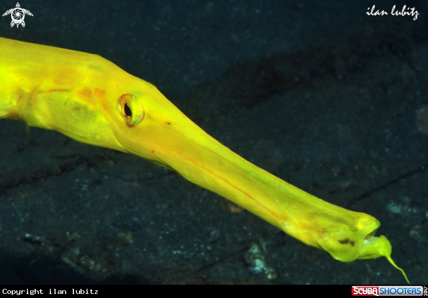 A Reef fish