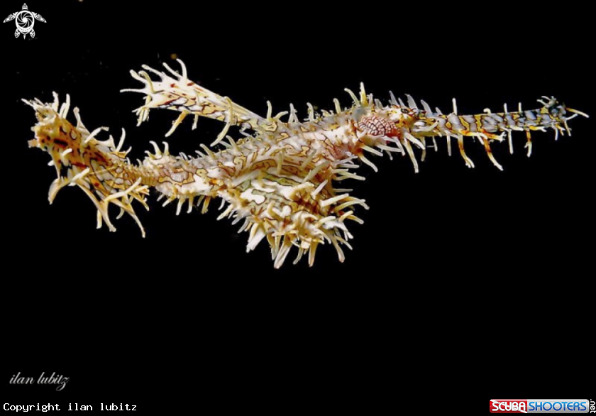 A Ghostpipefish