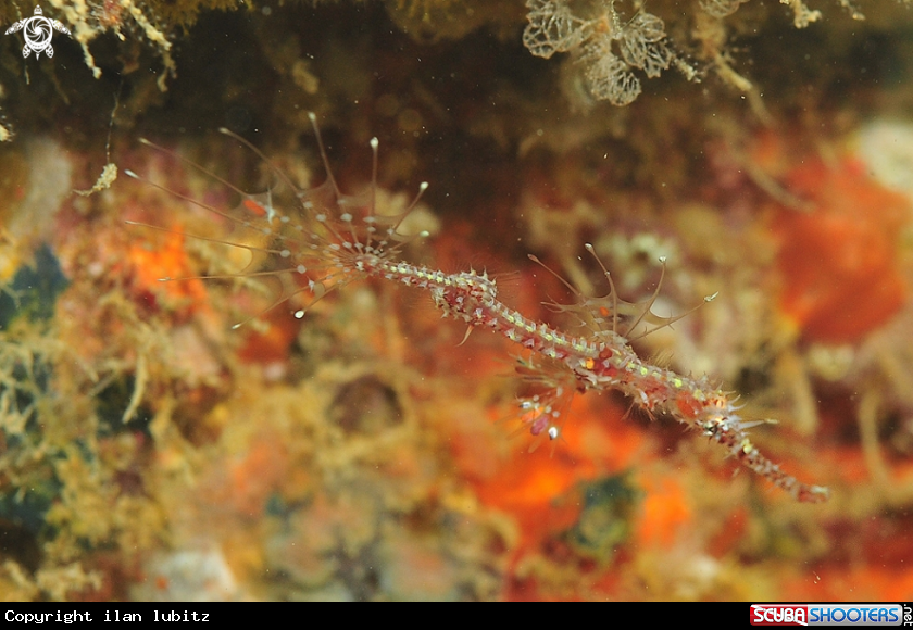 A Ghostpipefish