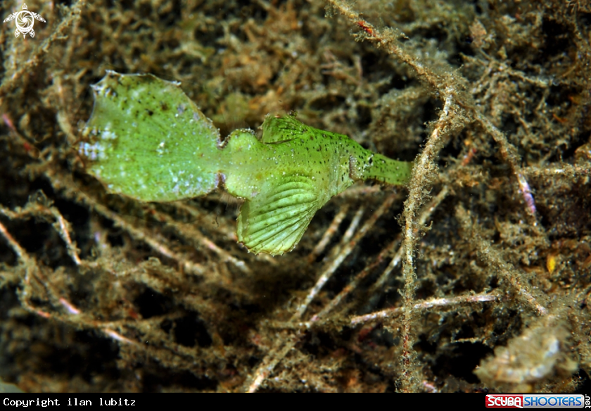 A Ghostpipefish