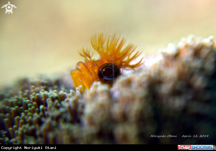 A Moss fringehead