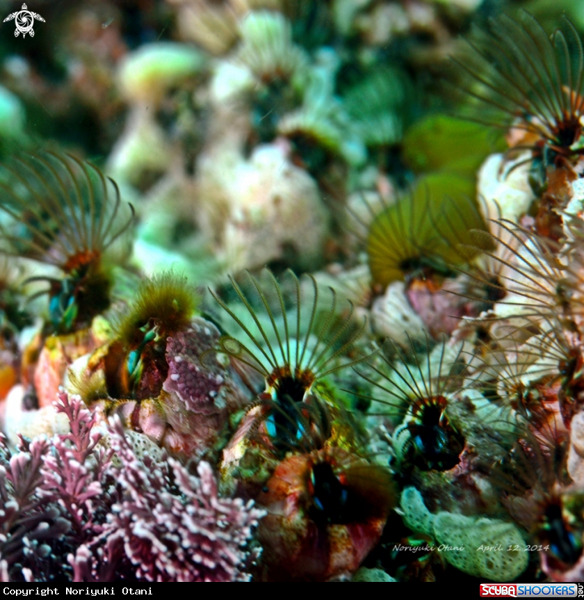 A Acorn Barnacle