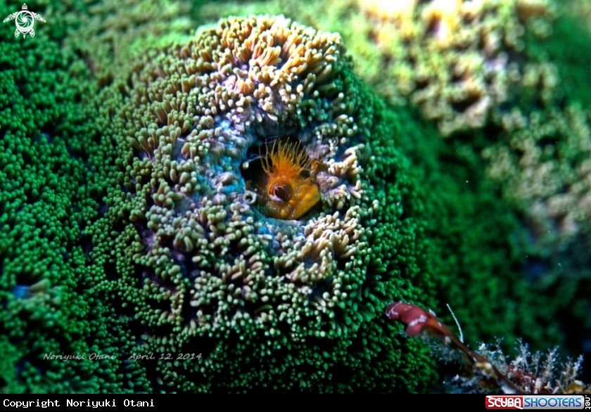 A Moss fringehead