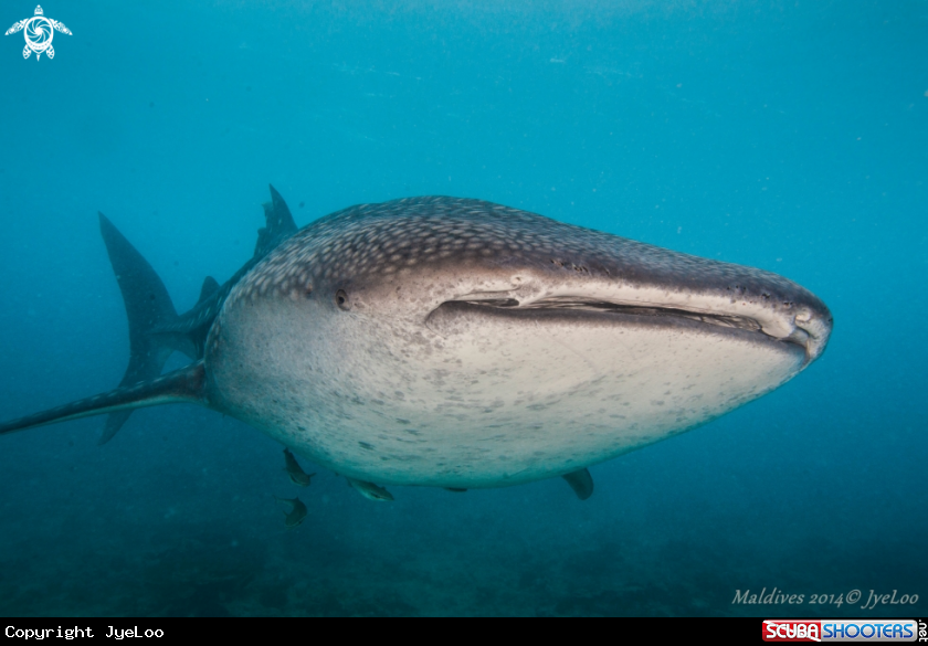 A Whale Shark