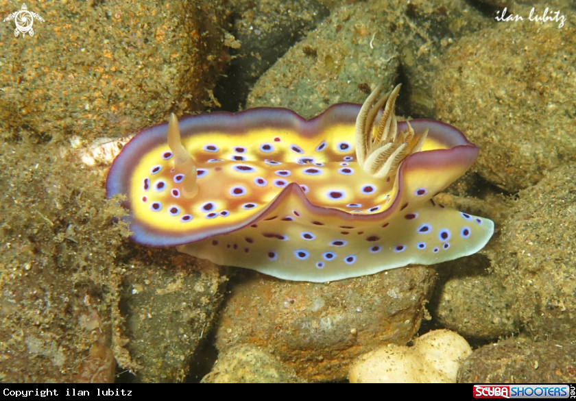 A Nudibranch