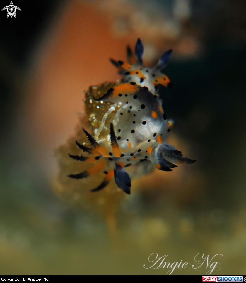 A Nudi