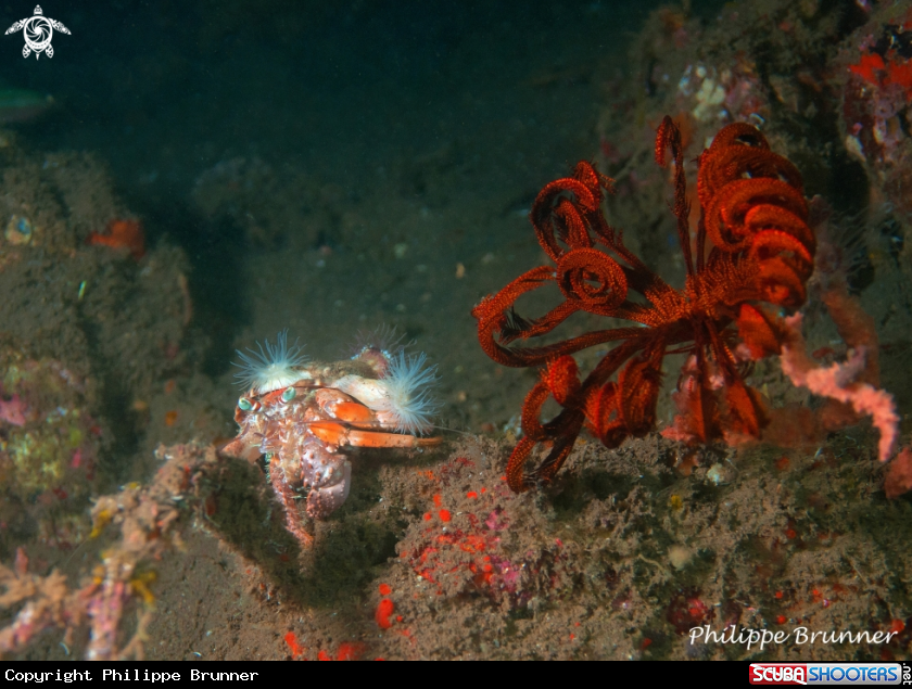 A Hermit crab & feather star