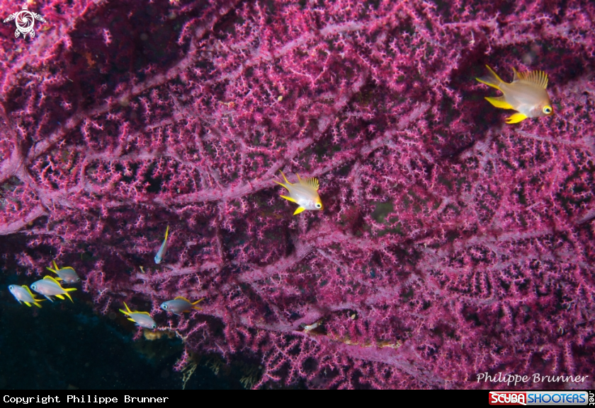 A Yellow damselfish