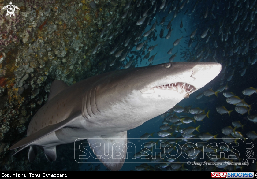 A Grey Nurse Shark (Sand Tiger, Ragged Tooth)