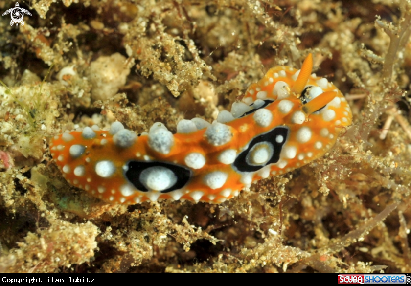 A Nudibranch