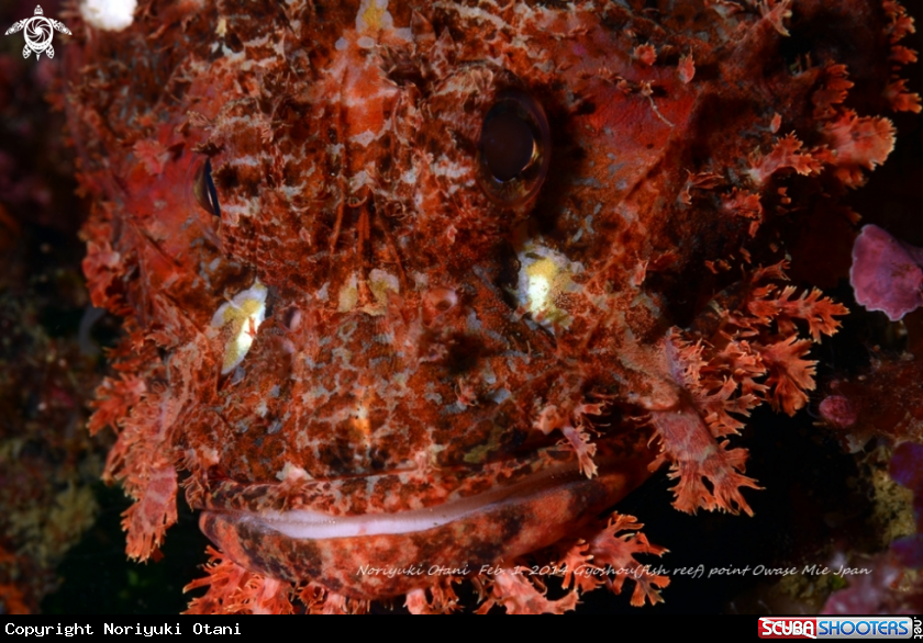 A Hairy stingfish