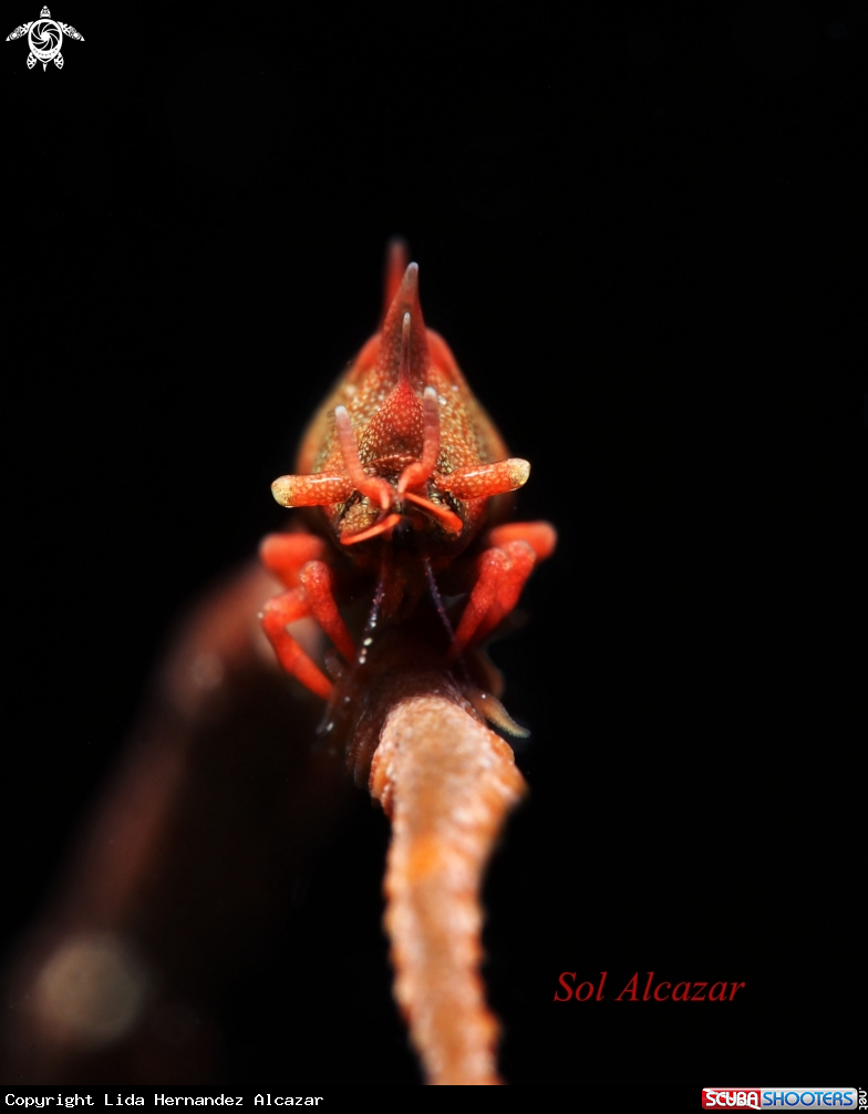 A rhino shrimp