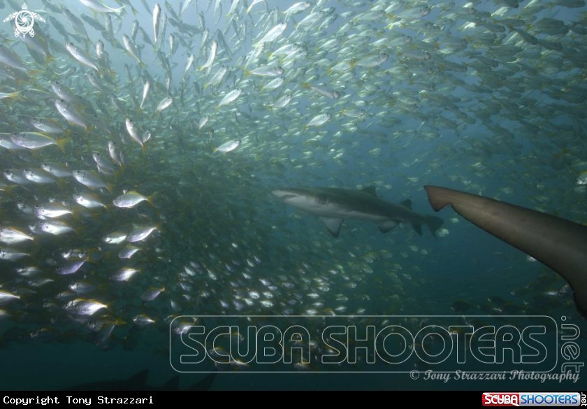 A Grey Nurse Shark & Pomfreds