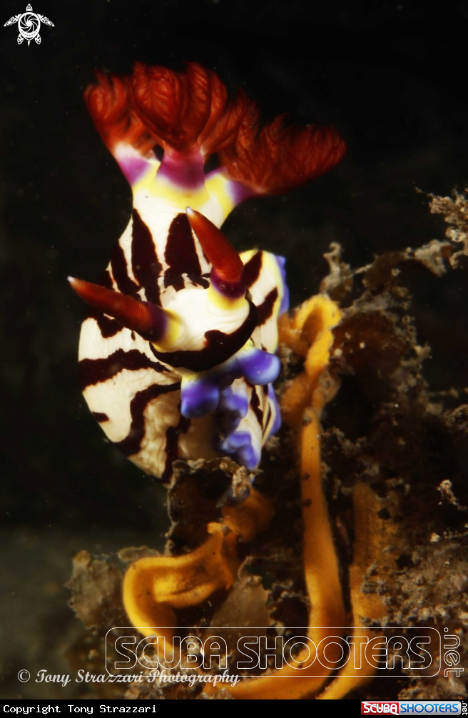 A Lined Nembrotha