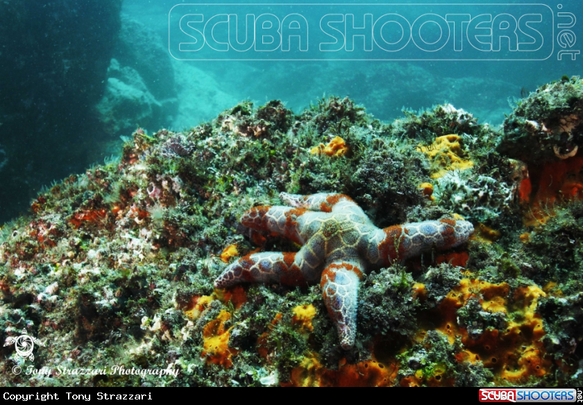 A Patterned seastar