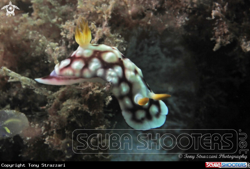 A Geometric chromodoris