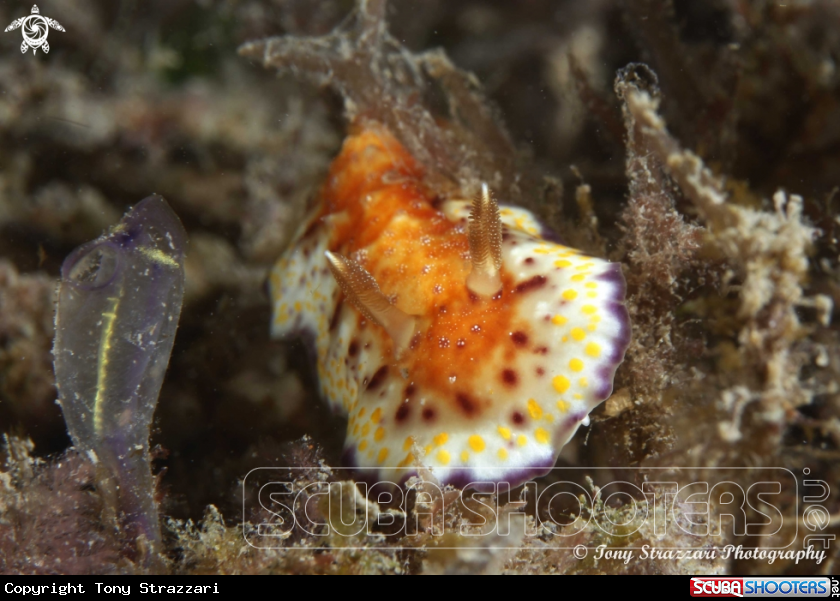 A Collingwood's chromodoris