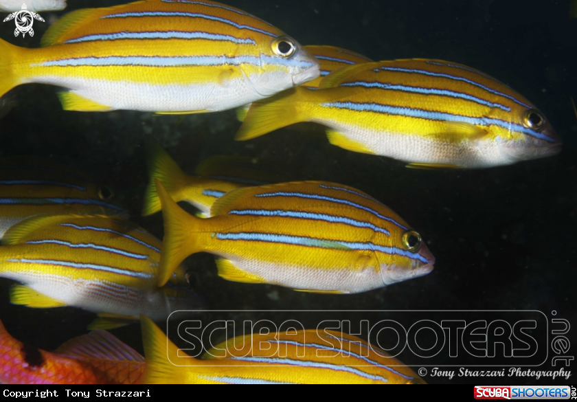 A Five-lined snapper