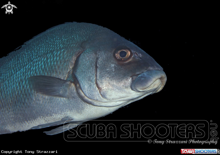 A Mangrove Jack