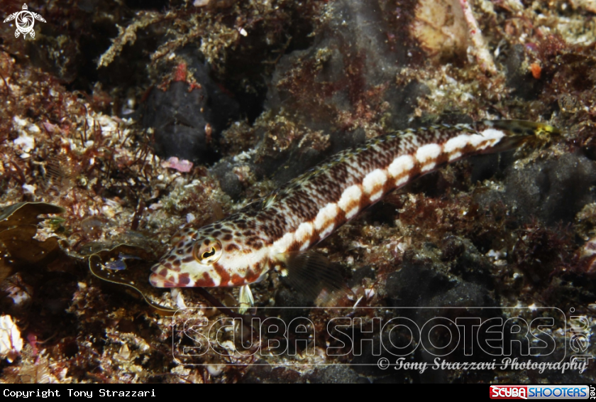 A White Streaked Grubfish