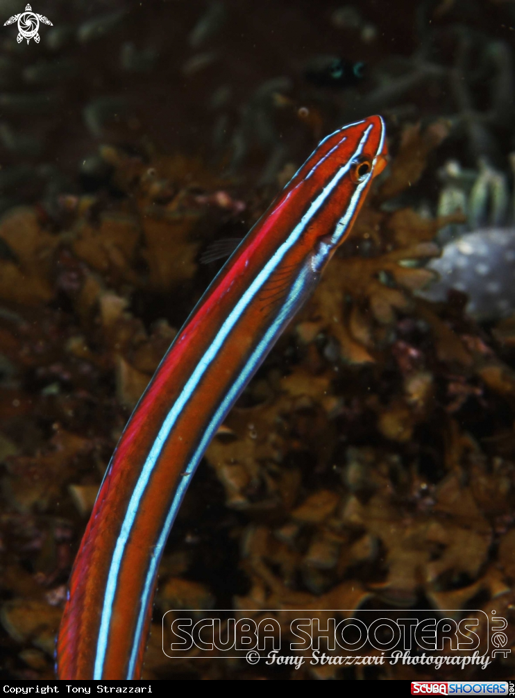 A blue-lined sabretooth blenny