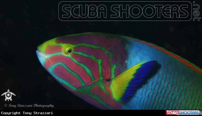 A Green Moon Wrasse