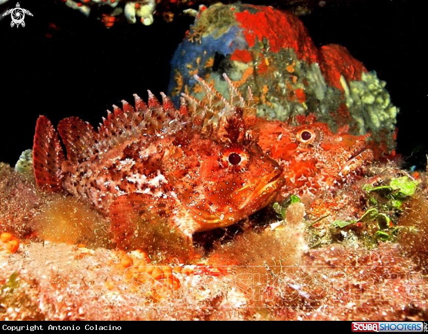 A Scorfano nero/Scorfano rosso