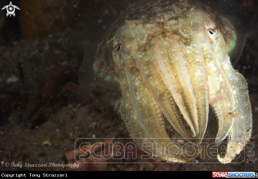 A Mourning cuttle