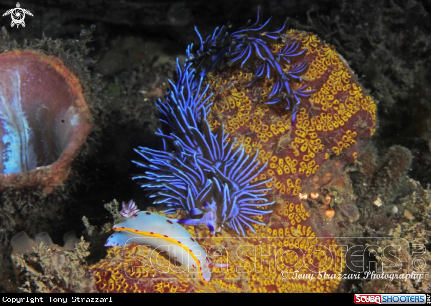 A Bennett's Hypselodoris + Blue Dragon