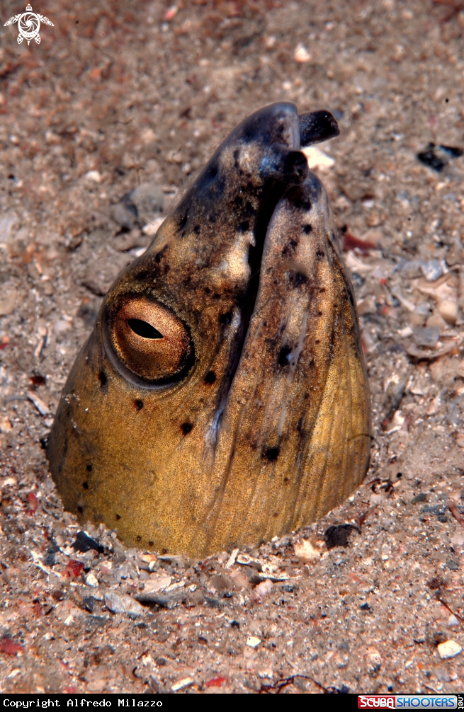 A Anguilla Serpente