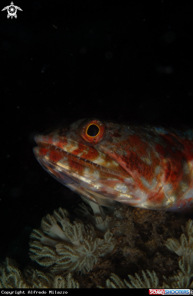 A Pesce Lucertola