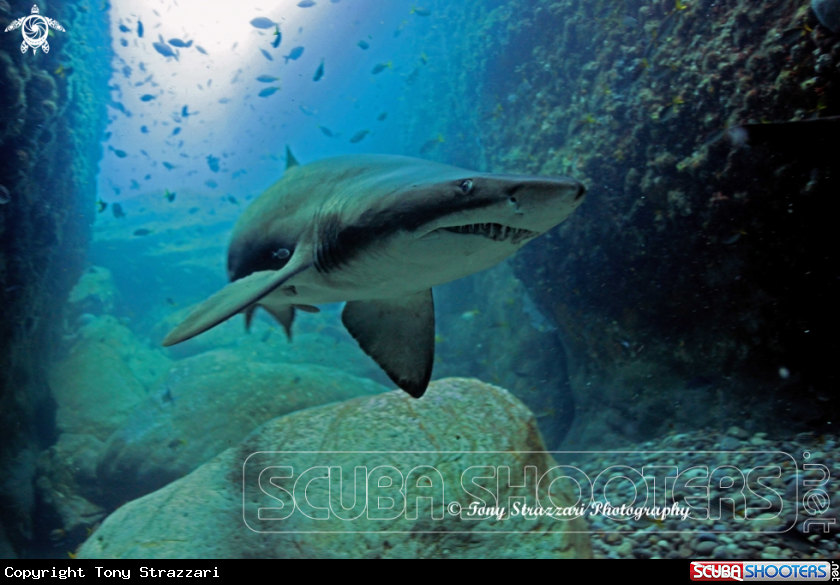 A Grey Nurse Shark (Sand Tiger, Ragged Tooth)