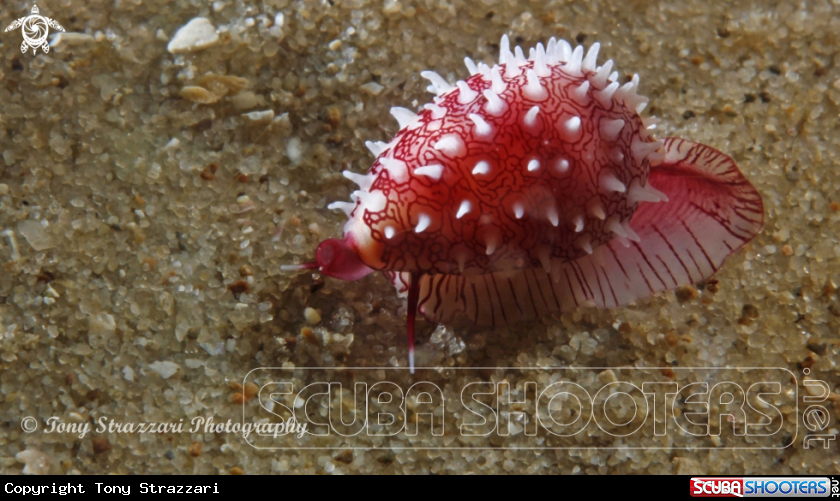 A Banded Egg Cowry