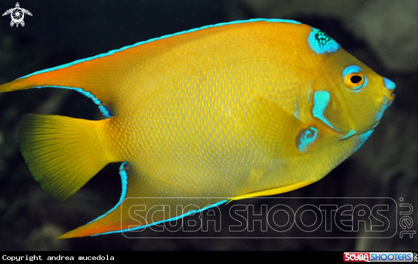 A queen angel fish