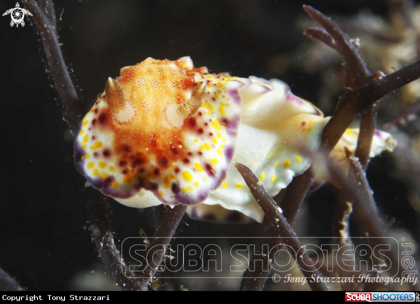 A Collingwood's chromodoris