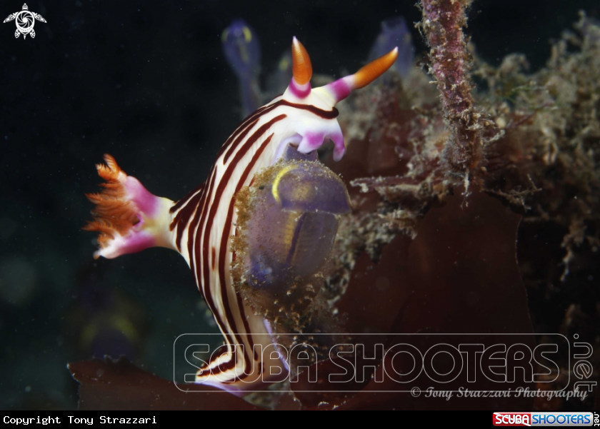 A Lined Nembrotha