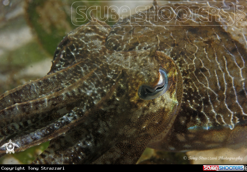 A Mourning cuttle