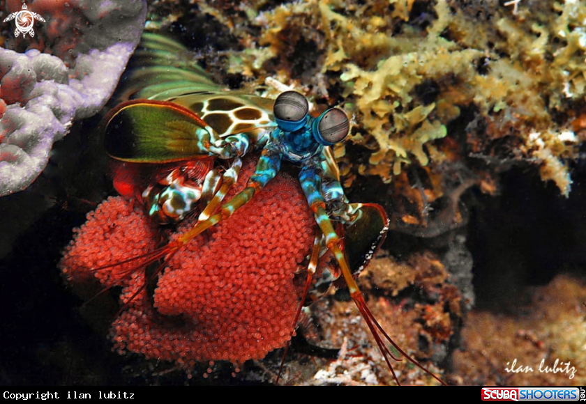 A Mantis shrimp