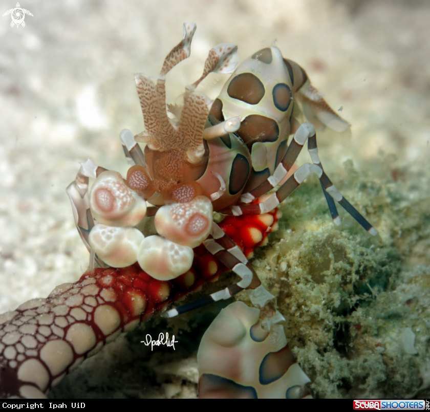 A Harlequin shrimp