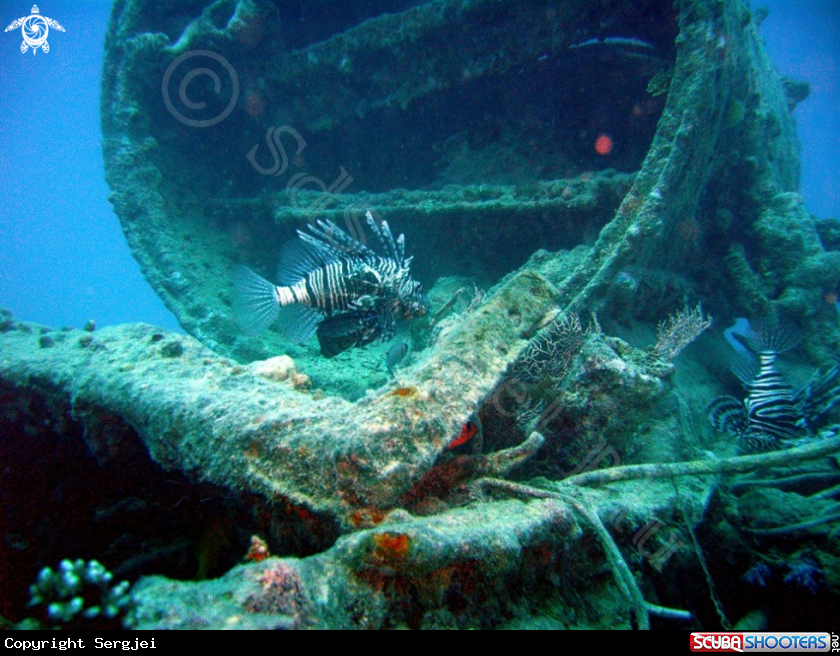 A Lion Fish on Reck 