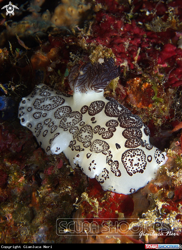 A Nudibranch