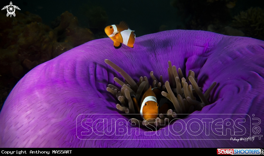 A Clown Fish