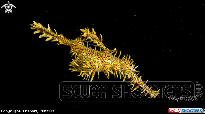 A Ghostpipefish