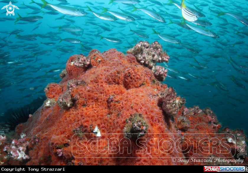 A Jewel anemones and yellowtail scad