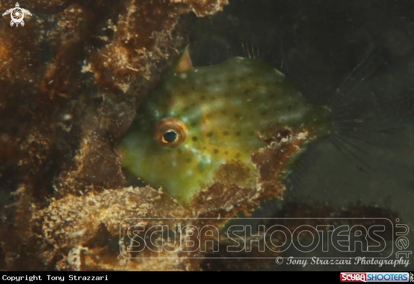 A Pygmy leatherjacket