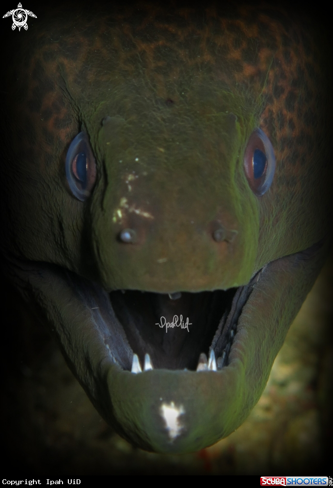 A moray eel