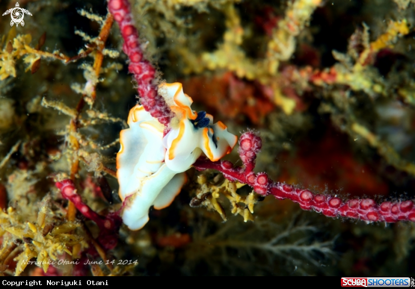 A nudi