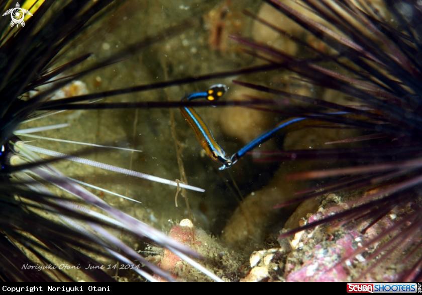 A pipefish